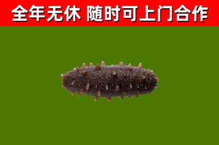 大观区烟酒回收干海参.jpg
